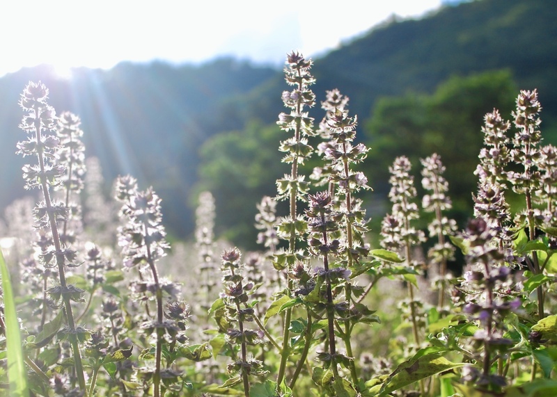 ヨーガや瞑想実践者の方必見！聖なる植物トゥルシーとは？