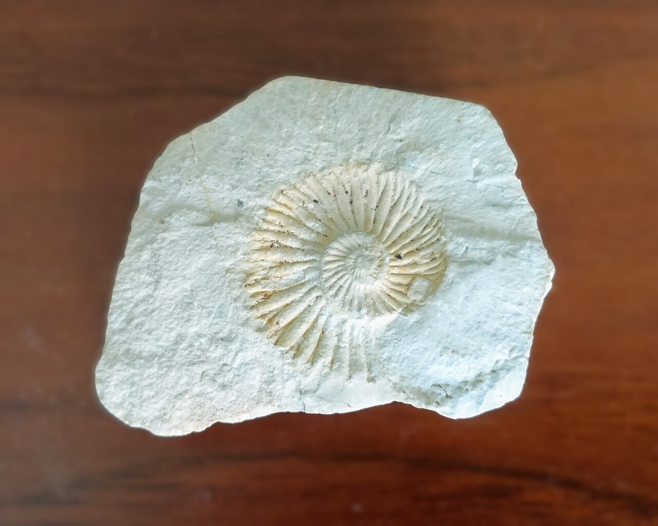 言語の「化石化」/ Language 