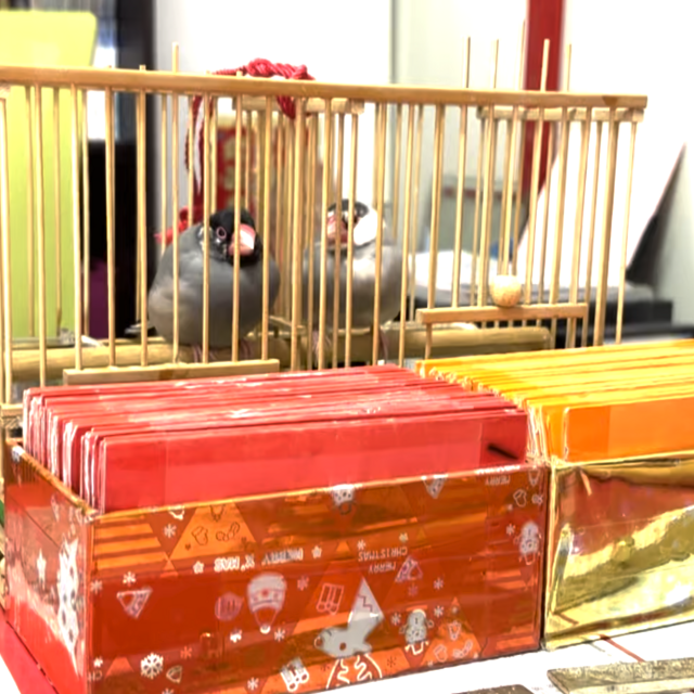 オンライン鑑定《30分》文鳥占い・紫微斗数占い・手相占い
