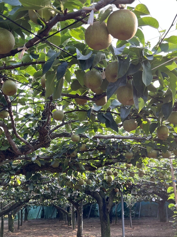 高愛梨園