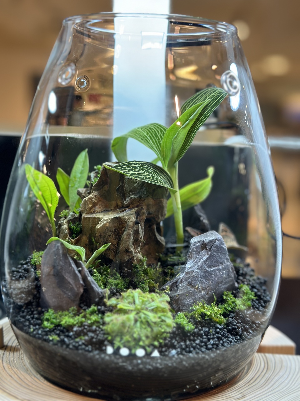 三ノ輪駅徒歩3分｜苔テラリウムワークショップ｜Black Velvet Green Coat