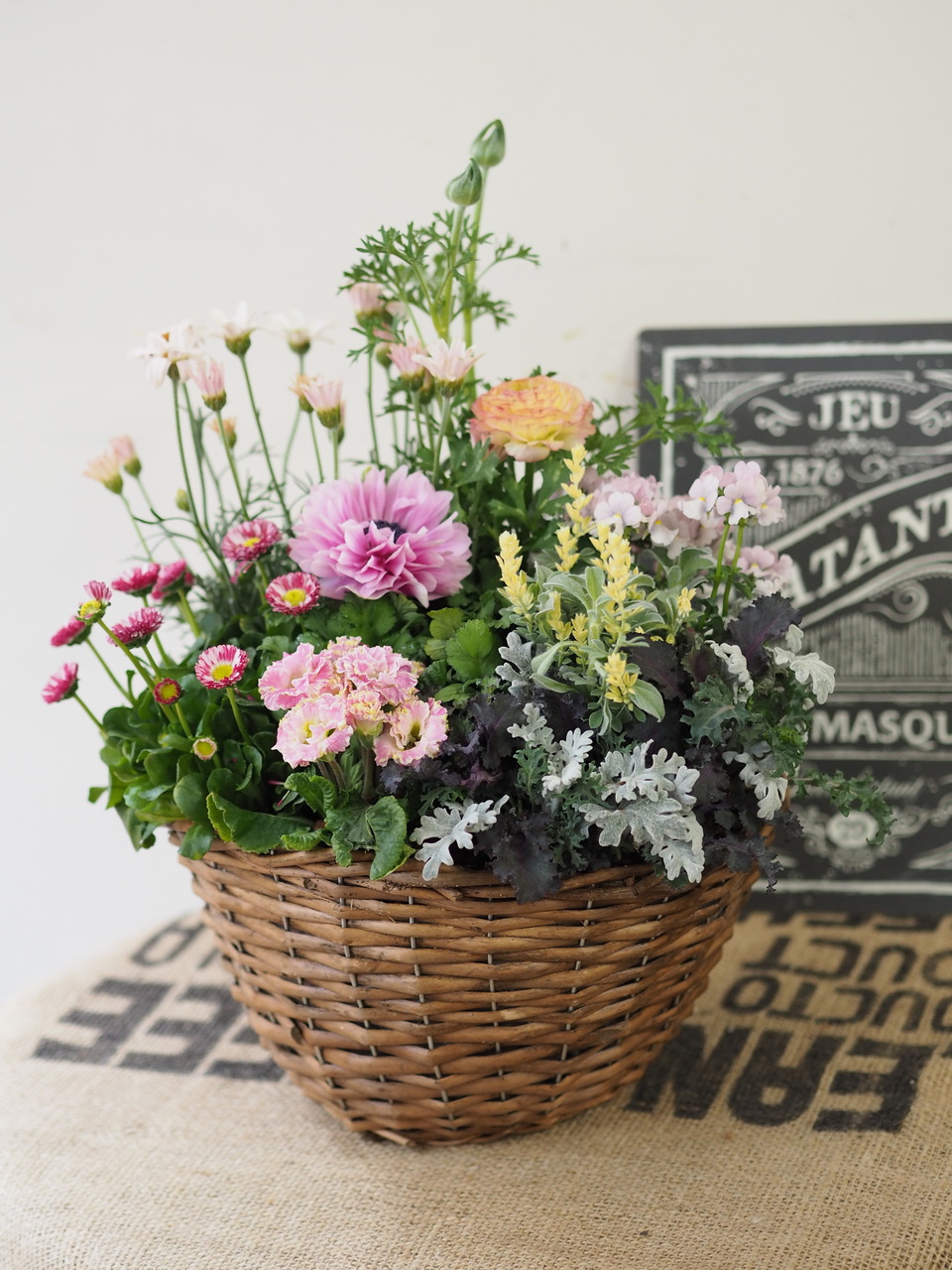 k_s　寄せ植え各種 自分で作る寄せ植え苗セット】スキミア赤のシックな寄せ植え | 橋本種苗園