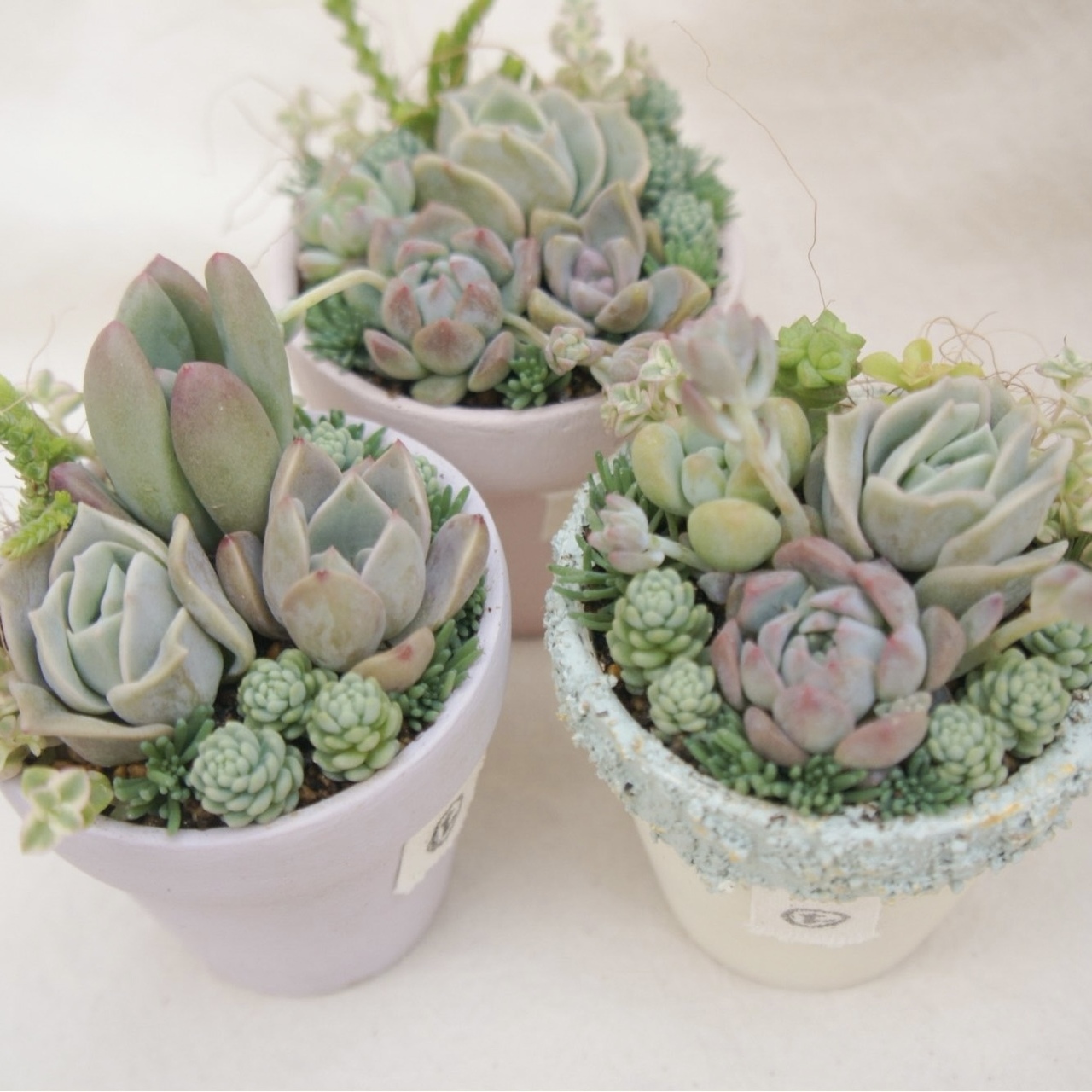 森の多肉屋tonttu.(トントゥ)