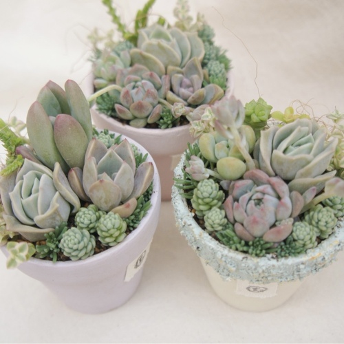 森の多肉屋tonttu.(トントゥ)