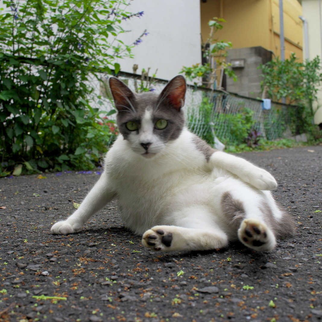 NekoSafari（ネコサファリ）