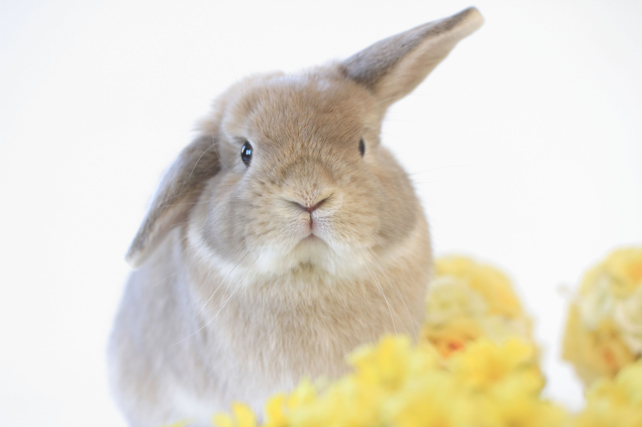 うさぎ専門店ハウスオブラビットの予約サービス