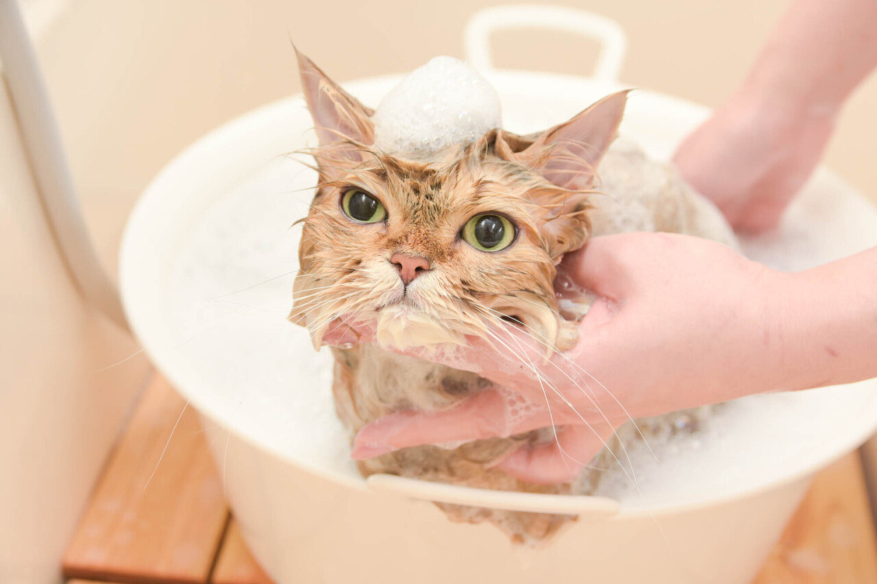 Nekoさん専用 p1280x1280_ad9f8d5b-5752-4770-