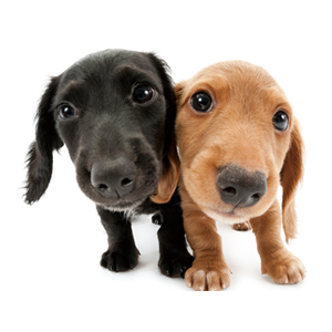 THE DOG PHOTO STUDIO