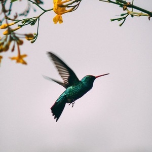 レイキヒーリング　翠嵐