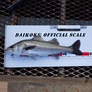 大黒海づり施設//daikoku-umiduri