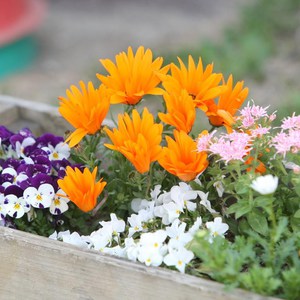 こだま幼稚園　素読教室