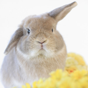 うさぎ専門店ハウスオブラビット