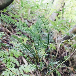 HINOKINOHI