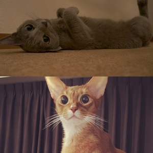 猫のいるアーユルヴェーダサロンLuan's（ルアンズ）