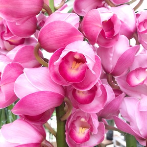 松阪フラワーセンター