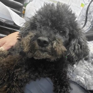 ロータス東自動車