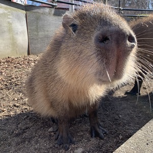 盛岡市動物公園 ZOOMO