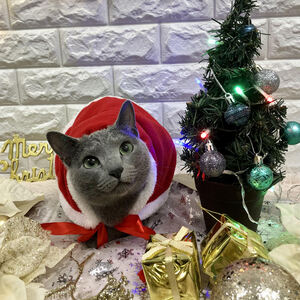 トウキョウワンク　ビバペッツ西川越店