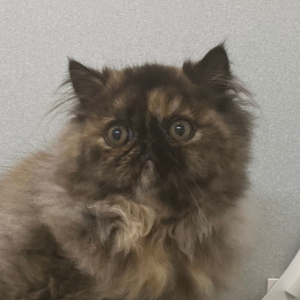 ねこべや横浜関内 猫専門サロン 【キャットサロン予約受付ページ】