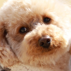 スタジオ ガーちゃん