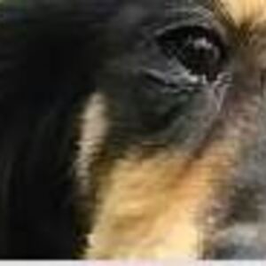 大阪府動物愛護管理センター