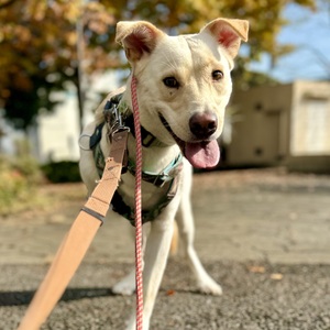 保護犬、保護ネコシェルターPETSエルダー