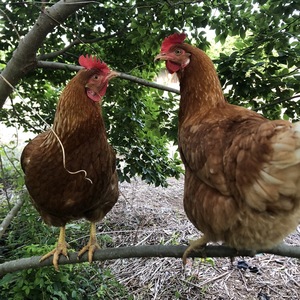 深層心理リトリート 裸足｜1日集中カウンセリング・自然療法
