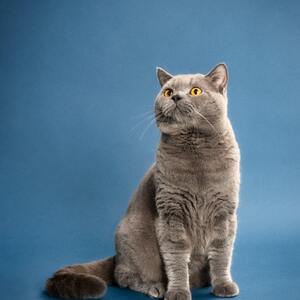 【2/4(土)限定！】ねこちゃん撮影会@わんにゃんドーム