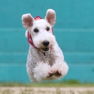 ウィジードッグクラブ 草加舎人（水金土日）