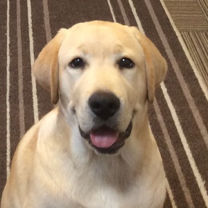 わんこの秘密基地