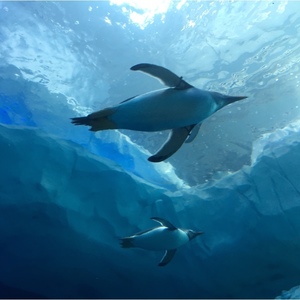 空飛ぶペンギン