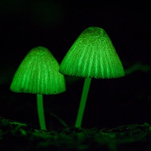 越知町観光協会