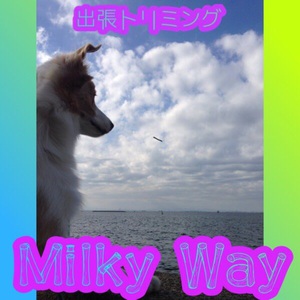 出張Dogトリミング   Milkyway