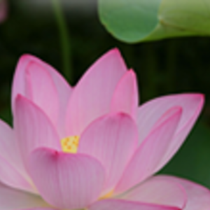 YOGA FOR PEACE（北赤羽駅徒歩1分）