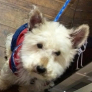 こだわりの宿コロポックル