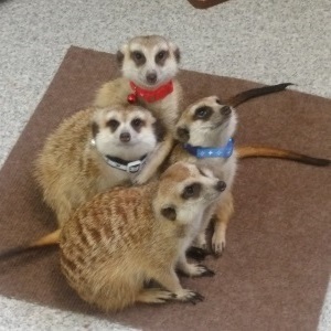 もふれる屋　カラハリ