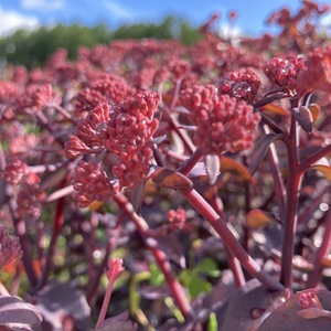 にこたまアクセスバーズ体験会