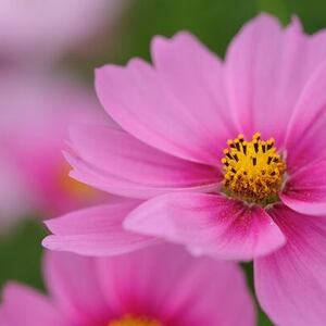 特別養護老人ホーム　こすもす　オンライン面会予約