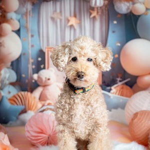 ペット専門撮影スタジオ Endroit（アンドゥロワ）