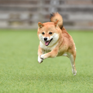 ドッグケア学園