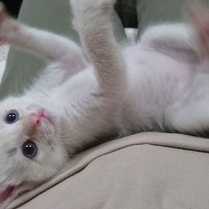 一般社団法人アニマルエイド保護猫カフェ