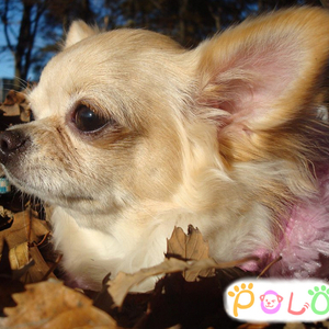 【閉業】出張トリミング POLO