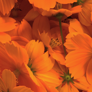 Sophora Phylla Lab 草木染ワークショップ