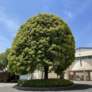 日本大学薬学生涯教育講座