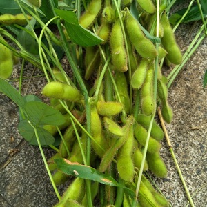 厚木★まめまめの会