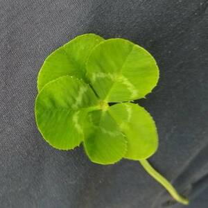 Five Clover