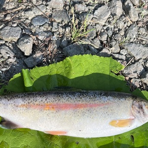 上野原市営マス釣場