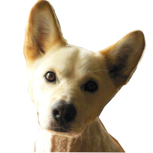 犬猫なんでもオンライン相談