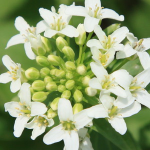 IKOI-NO-IE / Auberge Wasabi