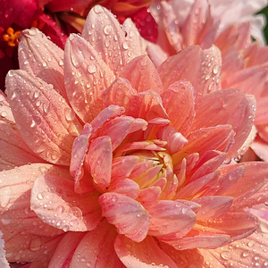 リラクゼーションサロン夢見草(ユメミグサ)